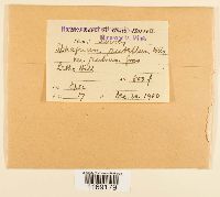 Media resource of Sphagnum rubellum