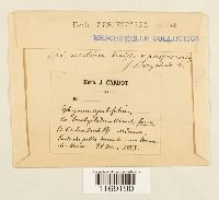 Sphagnum subsecundum image