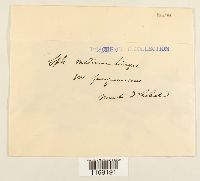 Sphagnum subsecundum image