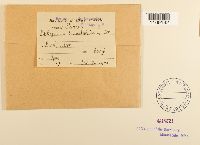 Sphagnum subsecundum image