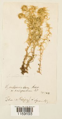 Sphagnum subsecundum image