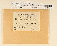 Sphagnum subsecundum image