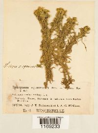 Sphagnum teres image