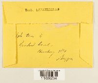 Sphagnum teres image