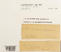 Splachnum ampullaceum image