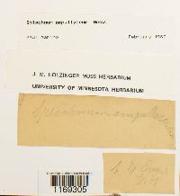 Splachnum ampullaceum image