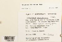 Splachnum ampullaceum image