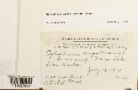 Splachnum ampullaceum image