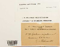 Splachnum ampullaceum image