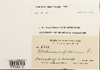 Splachnum ampullaceum image