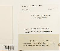 Splachnum ampullaceum image