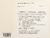 Splachnum ampullaceum image