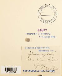 Splachnum ampullaceum image