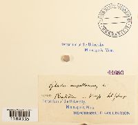 Splachnum ampullaceum image