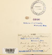 Splachnum ampullaceum image