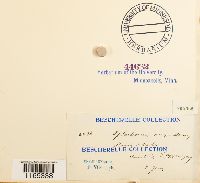 Splachnum ampullaceum image