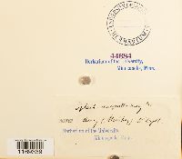 Splachnum ampullaceum image