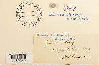 Splachnum ampullaceum image