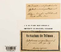 Splachnum ampullaceum image