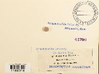 Splachnum ampullaceum image