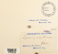 Splachnum ampullaceum image