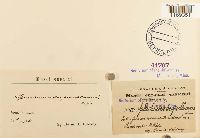 Splachnum ampullaceum image