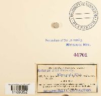 Splachnum ampullaceum image