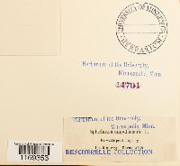 Splachnum ampullaceum image