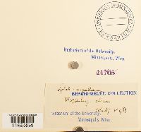 Splachnum ampullaceum image