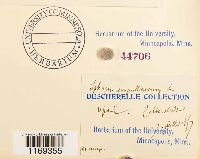 Splachnum ampullaceum image