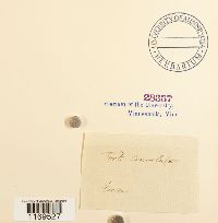Barbula convoluta var. convoluta image