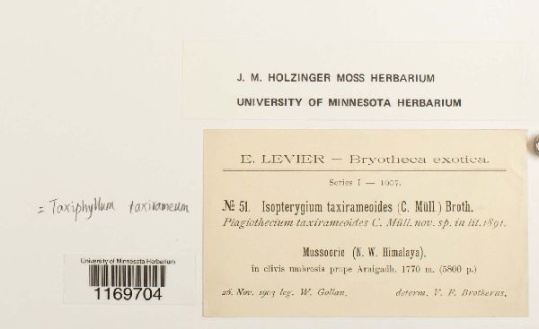 Taxiphyllum taxirameum image