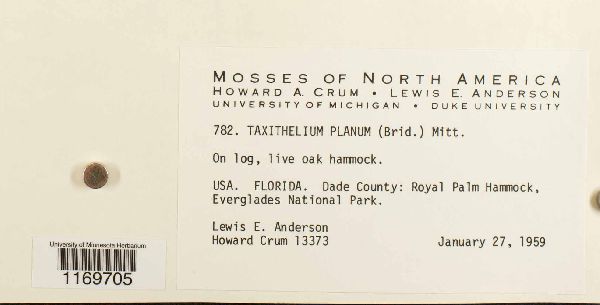 Taxithelium planum image