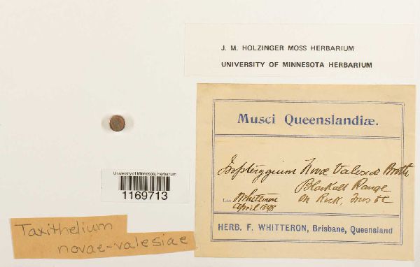 Taxithelium novae-valesiae image