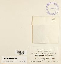 Media resource of Tayloria acuminata