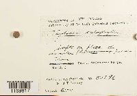 Media resource of Tayloria callophylla