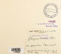 Sphagnum molle image