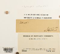 Media resource of Tetraphis pellucida