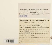 Tetraphis pellucida image