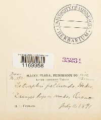 Tetraphis pellucida image