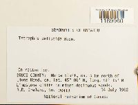 Tetraphis pellucida image