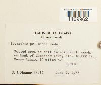 Tetraphis pellucida image