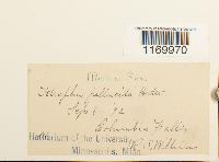 Tetraphis pellucida image