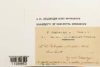 Tetraphis pellucida image