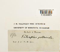 Tetraphis pellucida image