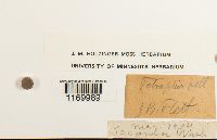 Tetraphis pellucida image