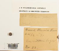 Tetraphis pellucida image