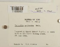 Tetraphis pellucida image