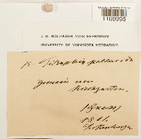 Tetraphis pellucida image