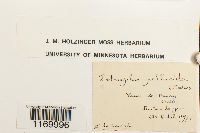 Tetraphis pellucida image